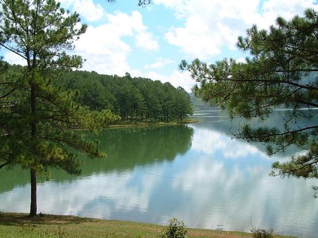 Rừng thông xanh mướt bao quanh hồ