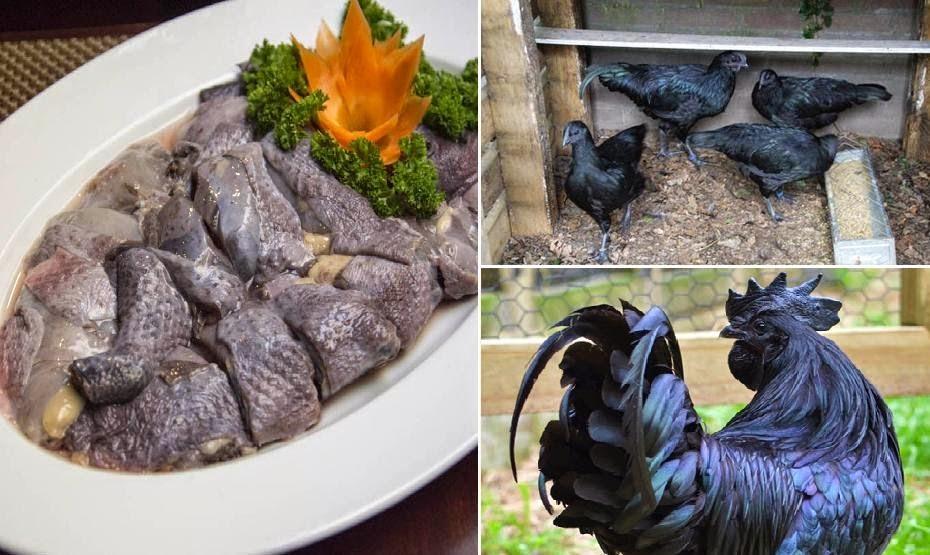 Gà đen Tủa Chùa là món ăn không thể bỏ qua khi đến Điện Biên.