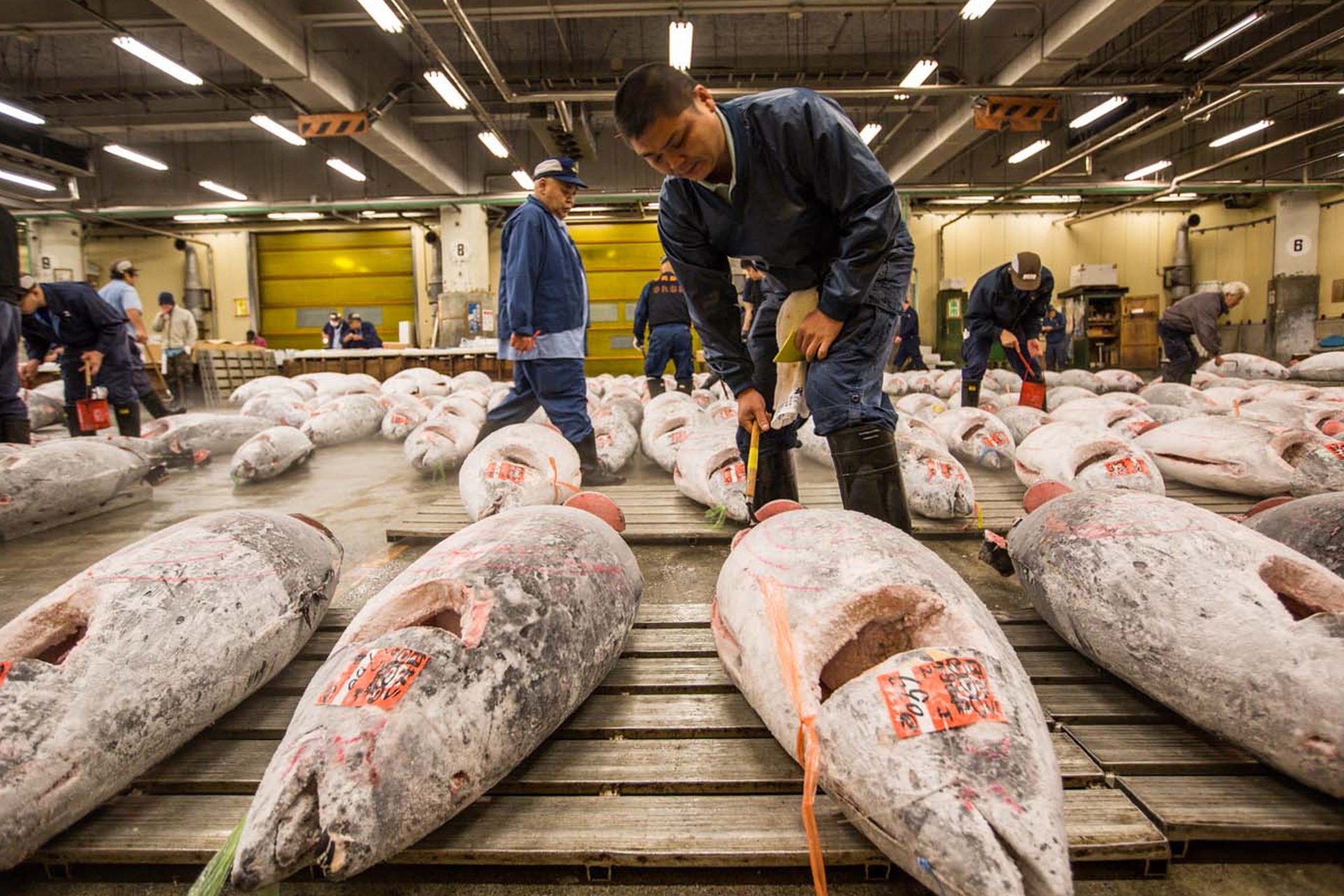 Chợ cá Tsukiji