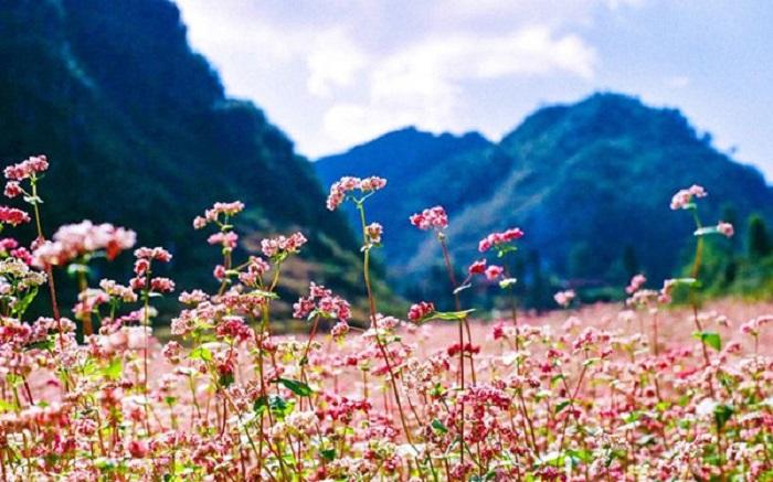 Tham Quan rừng hoa tam giác mạch Lạng Sơn