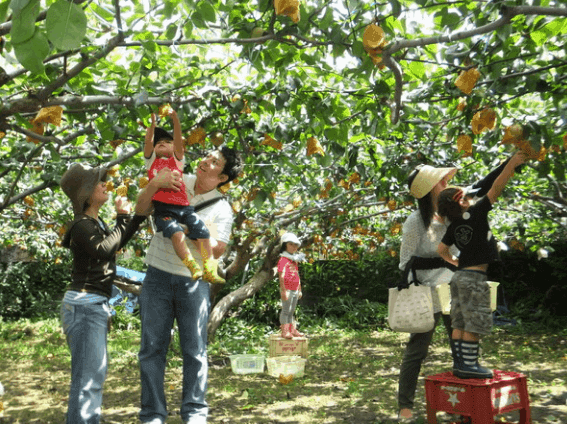 Vườn trái cây trong khu du lịch Ba Láng 