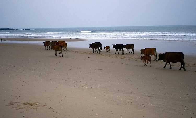 Ngắm bò trên bãi biển Hoành Sơn