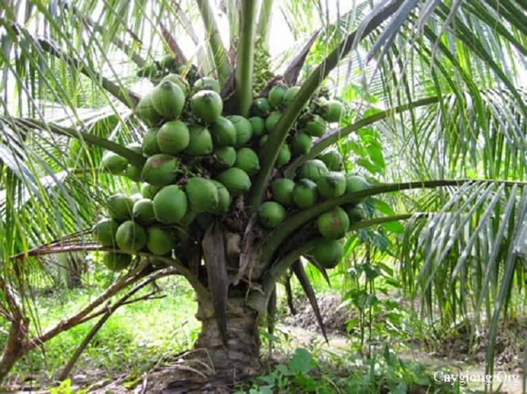 Tuy thấp nhưng cây dừa ở Bãi Dừa – Tư Nghĩa lại khá sai quả. (Ảnh ST)