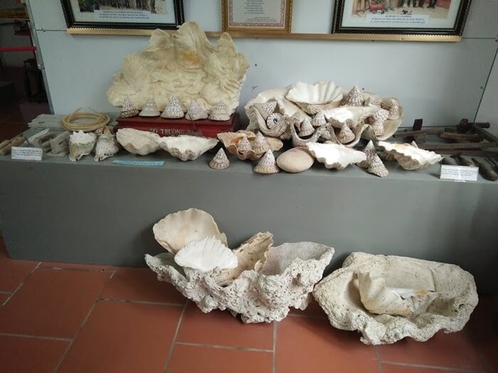 Bảo tàng đồng quê - bộ sưu tập vỏ ốc, vỏ sò