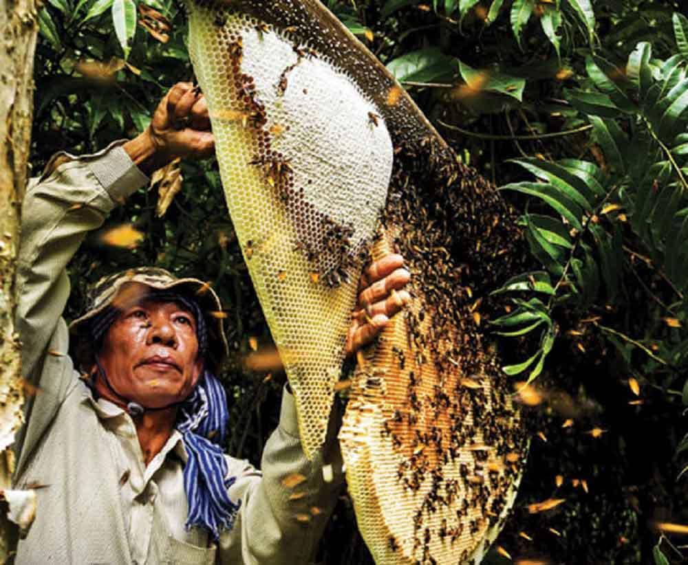 Hình ảnh người thợ bắt ong chuyên nghiệp đang làm việc tại vườn quốc gia ở Kiên Giang