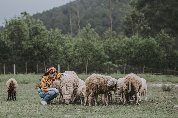 Kinh nghiệm vui chơi ở cánh đồng cừu Yên Thành đẹp tựa trời Âu