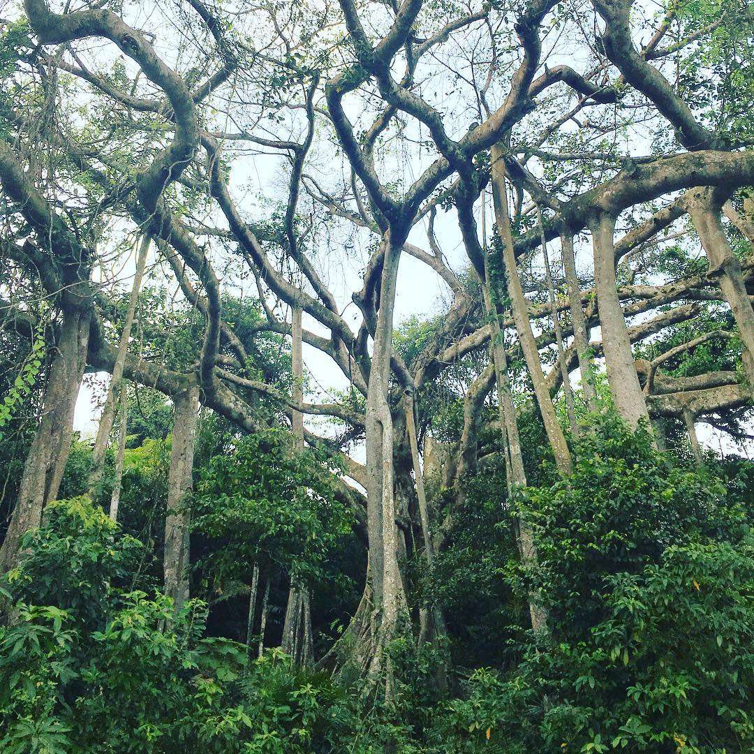 cây đa ngàn năm ở trên núi Sơn Trà Đà Nẵng