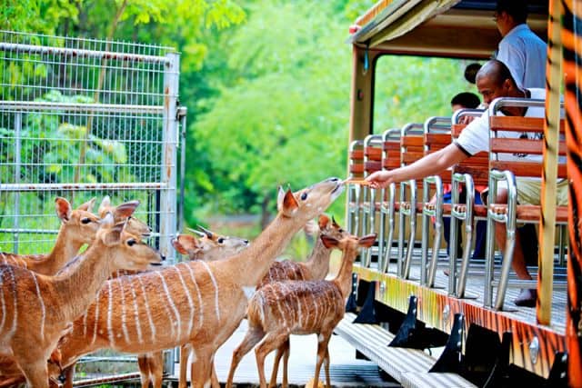 Sở thú Chiang Mai (Ảnh ST)