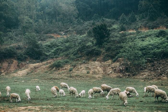 đồng cừu Yên Thành Nghệ An