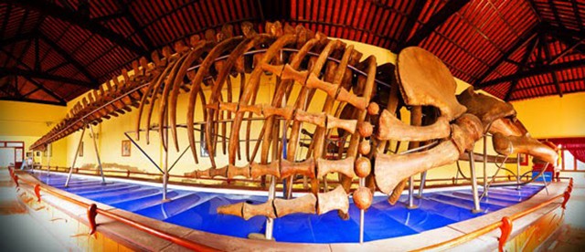 Bộ xương cá voi lớn được người dân dựng lại 