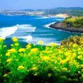 Bờ biển trong xanh tại đảo Jeju Hàn Quốc