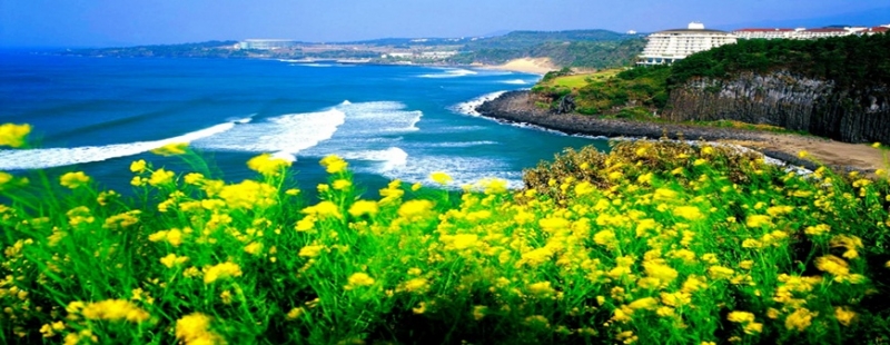 Bờ biển trong xanh tại đảo Jeju Hàn Quốc