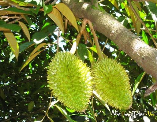 Tham quan vườn cây ăn trái ở Khu Du Lịch Sinh Thái Nhân Tâm Nha Trang