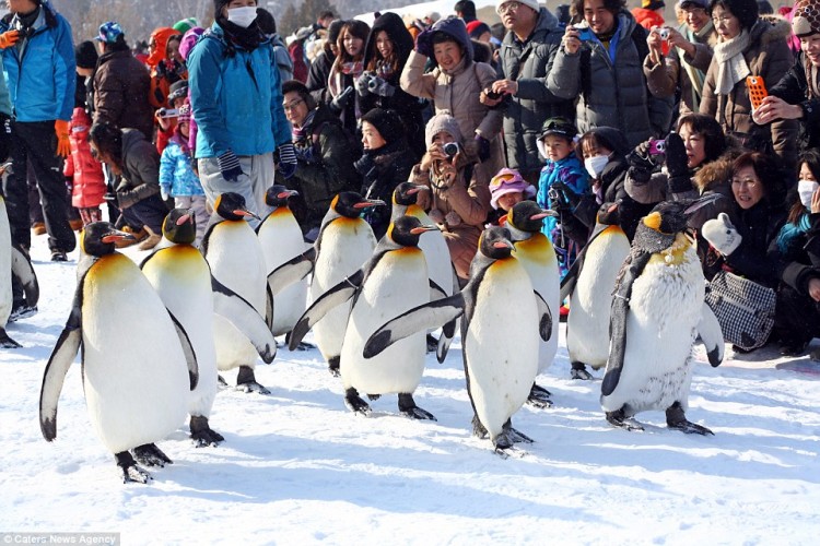 penguins 750 500