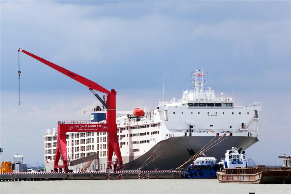 Tàu Ocean Drover - Một trong những tàu chở động vật sống lớn nhất thế giới tại cảng biển Tân Tập
