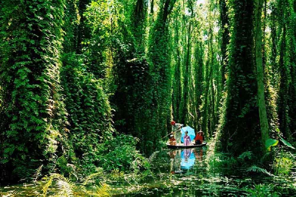 Thảm thực vật xanh tươi phong phú tại vườn Quốc Gia U Minh Thượng Kiên Giang 