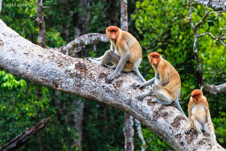 Brunei là một trong những quốc gia mà bạn có thể nhìn thấy loài khỉ vòi có nguy cơ tuyệt chủng | © Richard Whitcombe / Shutterstock