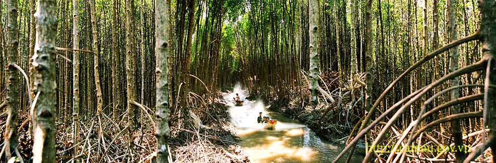 Khám phá rừng ngập mặn Cà Mau 