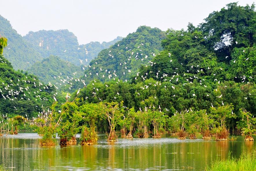 du lịch Vườn chim Thung Nham Ninh Bình